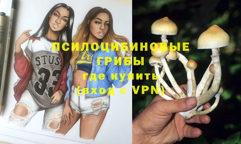 Галлюциногенные грибы Psilocybine cubensis  купить   Беслан 